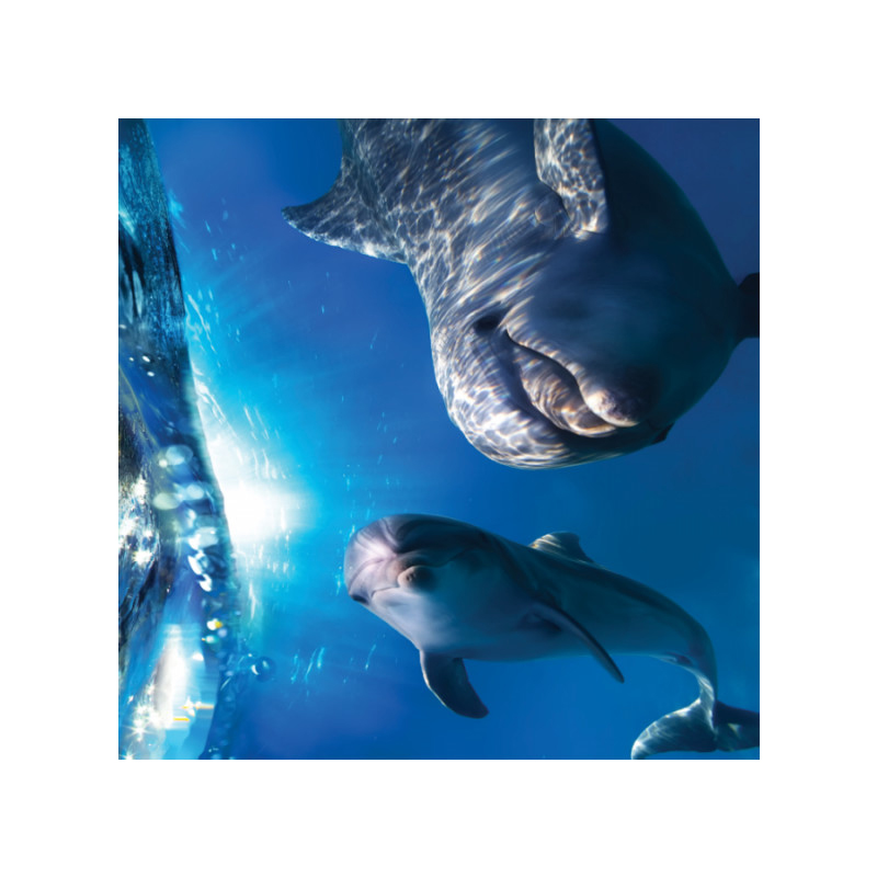 Πίνακας σε καμβά με Ζώα με δελφίνια
